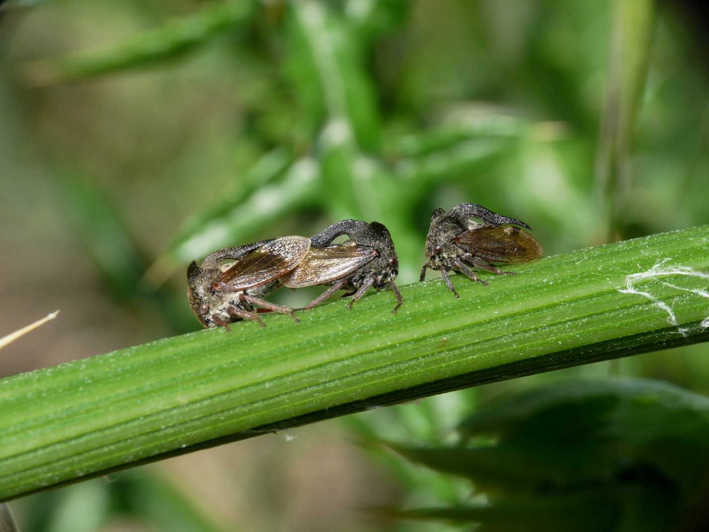 Centrotus cornutus in accoppiamento